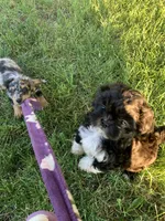 Bear, a male Shih Tzu and Yorkshire Terrier for sale in Richmond, KS – 5 of 5