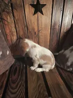 Missy, a female Cavalier King Charles Spaniel for sale in Richmond, KS – 2 of 5