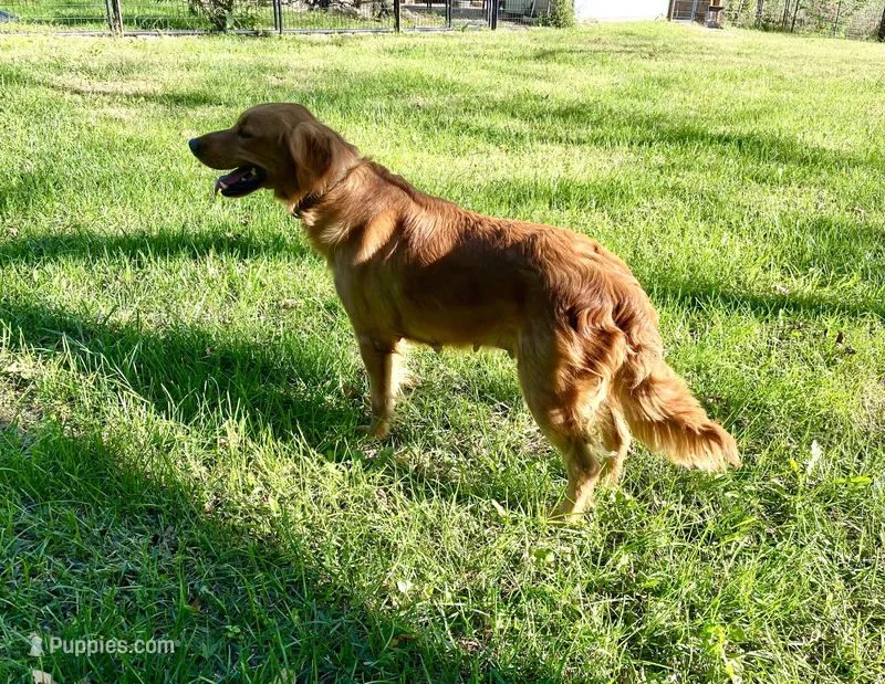 Oakley – Golden Retriever puppy for sale in Richmond, KS