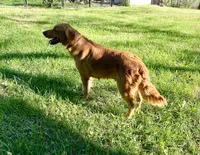 Oakley, a female Golden Retriever for sale in Richmond, KS – 1 of 5
