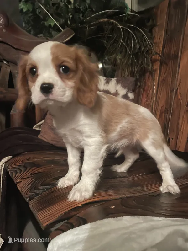 Buddy – Cavalier King Charles Spaniel puppy for sale in Richmond, KS