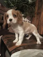 Buddy, a male Cavalier King Charles Spaniel for sale in Richmond, KS – 1 of 5