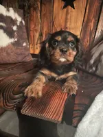 Rhett, a male Cavalier King Charles Spaniel for sale in Richmond, KS – 2 of 5