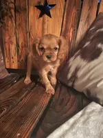 Ruby, a female Cavalier King Charles Spaniel for sale in Richmond, KS – 3 of 4