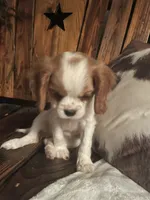 Missy, a female Cavalier King Charles Spaniel for sale in Richmond, KS – 1 of 5