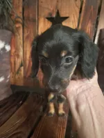 Annie, a female Miniature Dachshund for sale in Richmond, KS – 3 of 5