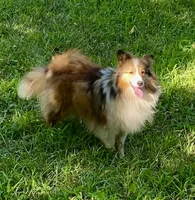 Prince, a male Shetland Sheepdog for sale in Richmond, KS – 8 of 8