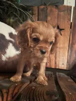 Ruby, a female Cavalier King Charles Spaniel for sale in Richmond, KS – 2 of 4