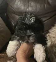 Maggie, a female Shih Tzu and Yorkshire Terrier for sale in Richmond, KS – 2 of 6