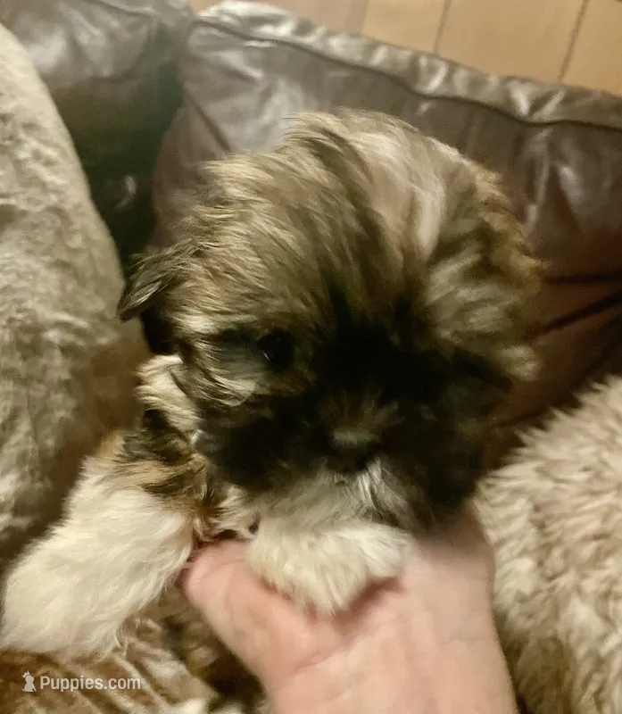 Cheyanne – Shih Tzu, Yorkshire Terrier puppy for sale in Richmond, KS