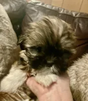 Cheyanne, a female Shih Tzu and Yorkshire Terrier for sale in Richmond, KS – 1 of 6