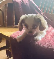Buddy, a male Cavalier King Charles Spaniel and Papillon for sale in Richmond, KS – Photo 3 of 7