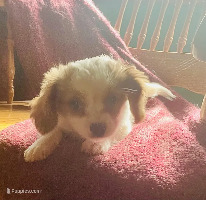Buddy – Cavalier King Charles Spaniel, Papillon puppy for sale in Richmond, KS
