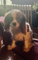 Buddy, a male Cavalier King Charles Spaniel and Papillon for sale in Richmond, KS – Photo 6 of 7