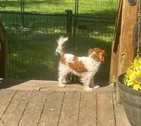 Buddy, a male Cavalier King Charles Spaniel and Papillon for sale in Richmond, KS – Photo 5 of 7
