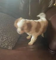 Buddy, a male Cavalier King Charles Spaniel and Papillon for sale in Richmond, KS – Photo 4 of 7