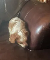 Buddy, a male Cavalier King Charles Spaniel and Papillon for sale in Richmond, KS – Photo 2 of 7