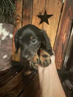 Charlie, a male Miniature Dachshund for sale in Richmond, KS – 4 of 6