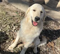 Murphy, a male Golden Retriever for sale in Richmond, KS – 4 of 5