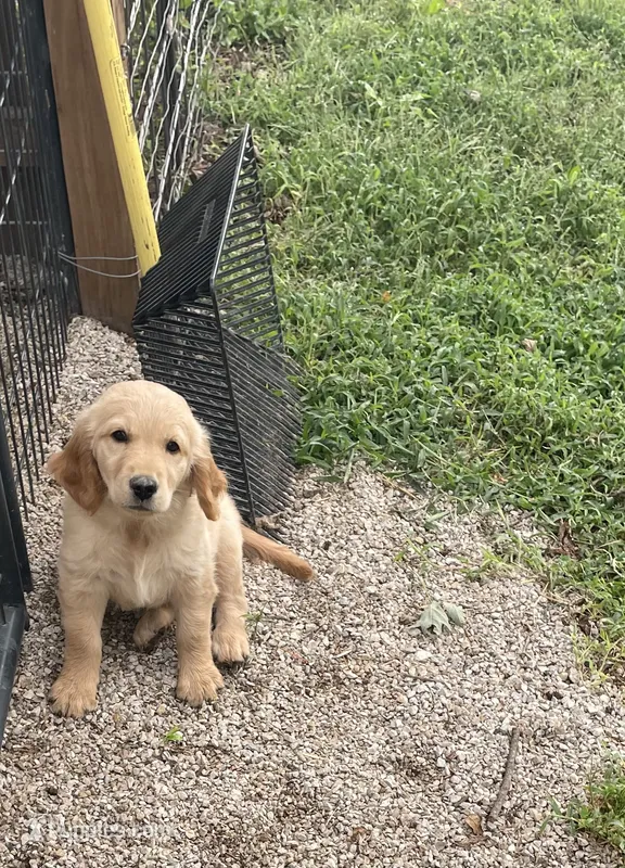 Maycee – Golden Retriever puppy for sale in Richmond, KS