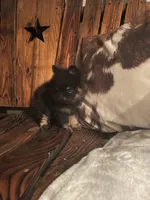 Bear, a male Pomeranian for sale in Richmond, KS – 3 of 3