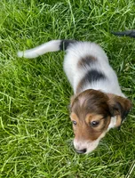 Roscoe, a male Miniature Dachshund for sale in Richmond, KS – 4 of 7