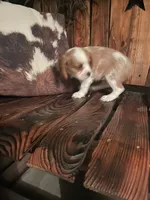 Buddy, a male Cavalier King Charles Spaniel for sale in Richmond, KS – 4 of 5