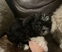 Maggie, a female Shih Tzu and Yorkshire Terrier for sale in Richmond, KS – 3 of 6