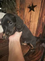 Charlie, a male Miniature Dachshund for sale in Richmond, KS – 3 of 6