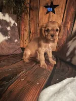 Ruby, a female Cavalier King Charles Spaniel for sale in Richmond, KS – 1 of 4