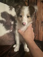 Prince, a male Shetland Sheepdog for sale in Richmond, KS – 5 of 8