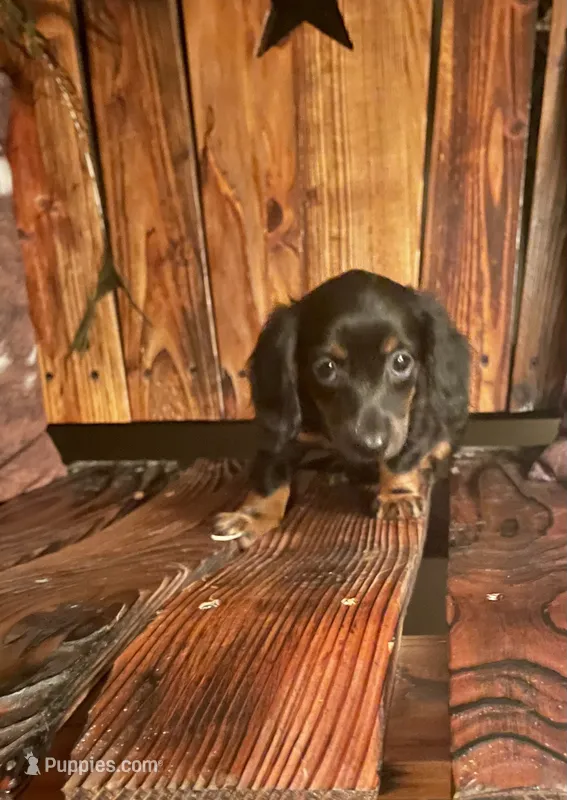 Annie – Miniature Dachshund puppy for sale in Richmond, KS