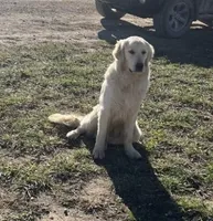 Buck, a male Golden Retriever for sale in Richmond, KS – Photo 1 of 4