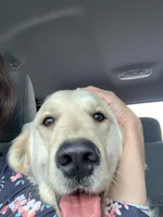 Buck, a male Golden Retriever for sale in Richmond, KS – Photo 4 of 4