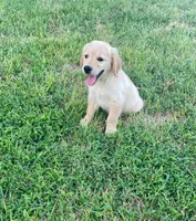 Murphy, a male Golden Retriever for sale in Richmond, KS – 3 of 5