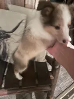 Prince, a male Shetland Sheepdog for sale in Richmond, KS – 2 of 8