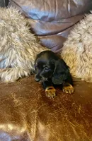 Annie, a female Dachshund for sale in Richmond, KS – Photo 3 of 5