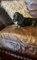 Annie, a female Dachshund for sale in Richmond, KS – Photo 4 of 5