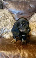 Annie, a female Dachshund for sale in Richmond, KS – Photo 1 of 5