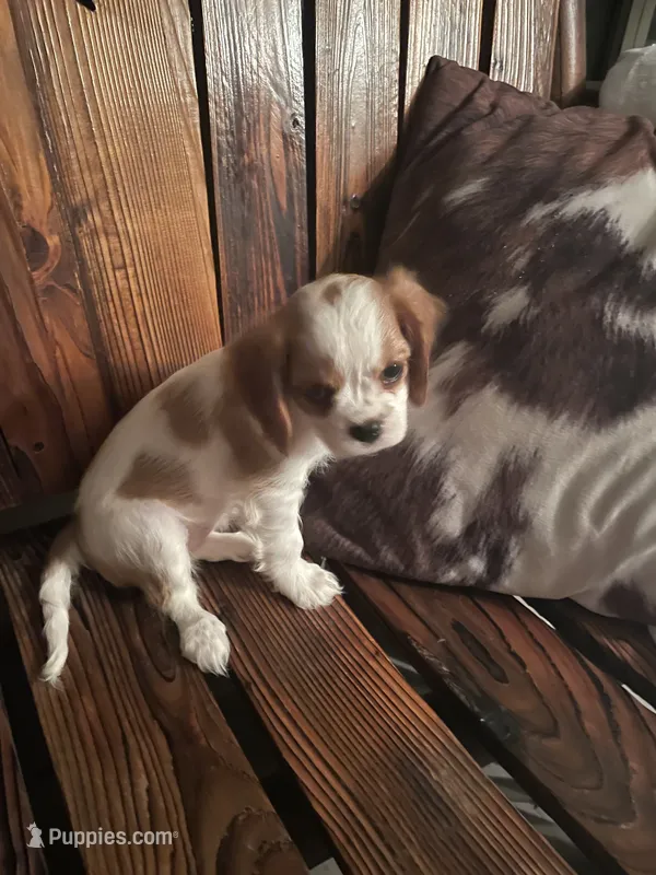 Missy – Cavalier King Charles Spaniel puppy for sale in Richmond, KS