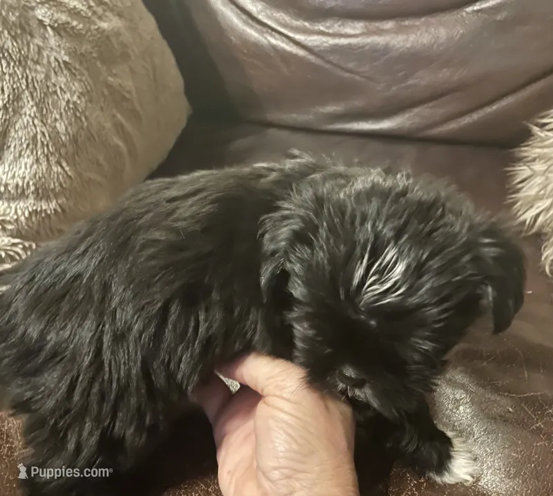 Mindy, a female Shih Tzu and Yorkshire Terrier for sale in Richmond, KS – 1 of 5