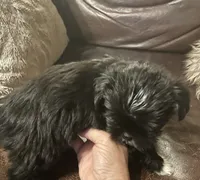 Mindy, a female Shih Tzu and Yorkshire Terrier for sale in Richmond, KS – 1 of 5