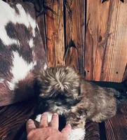 Cheyanne, a female Shih Tzu and Yorkshire Terrier for sale in Richmond, KS – 5 of 8
