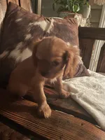 Ruby, a female Cavalier King Charles Spaniel for sale in Richmond, KS – 4 of 4