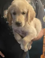 Murphy, a male Golden Retriever for sale in Richmond, KS – 2 of 5