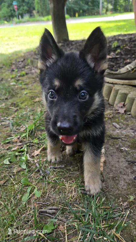 White (Zoey) - Girl – German Shepherd Dog puppy for sale in Battle Creek, MI