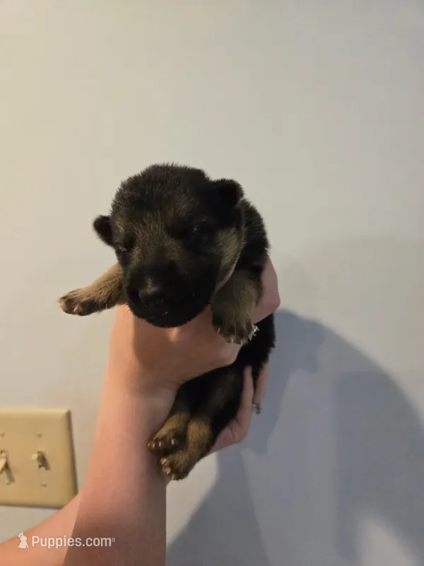 Grey (silver) - Boy  – German Shepherd Dog puppy for sale in Battle Creek, MI