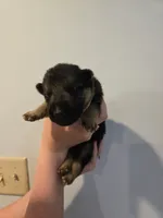 Grey (silver) - Boy , a male German Shepherd Dog for sale in Battle Creek, MI – 1 of 2