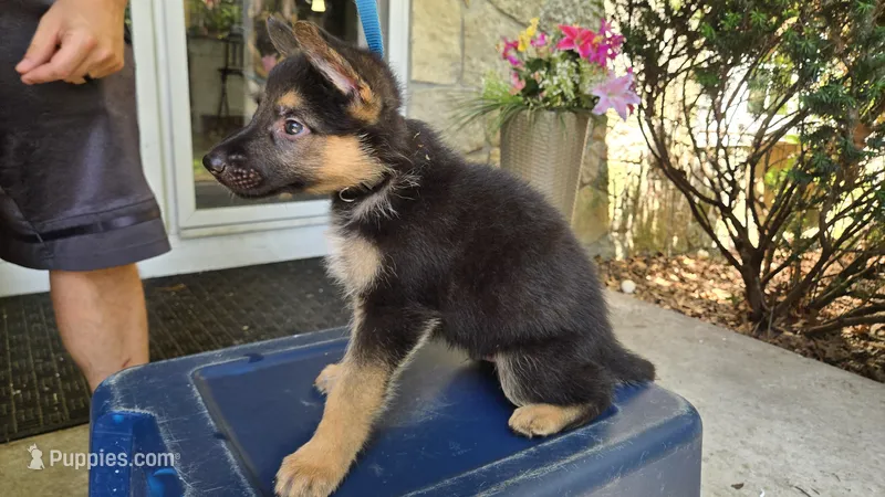 Black (Shadow) - Boy – German Shepherd Dog puppy for sale in Battle Creek, MI
