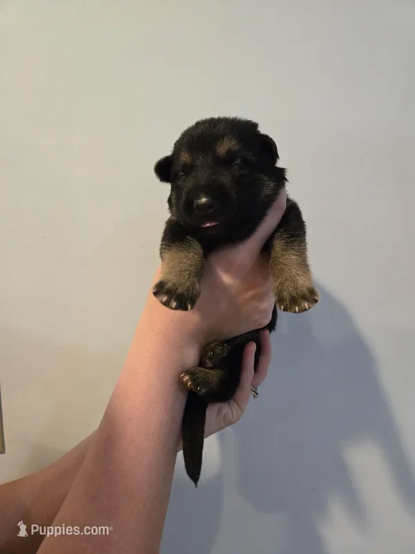 Red (Knuckles) - Boy – German Shepherd Dog puppy for sale in Battle Creek, MI